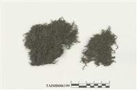 藏品(耳葉蘚屬)的圖片